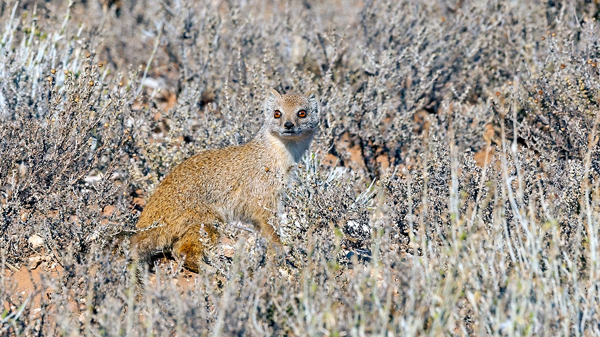 Yellow Mongoose [Cynictis penicillata]