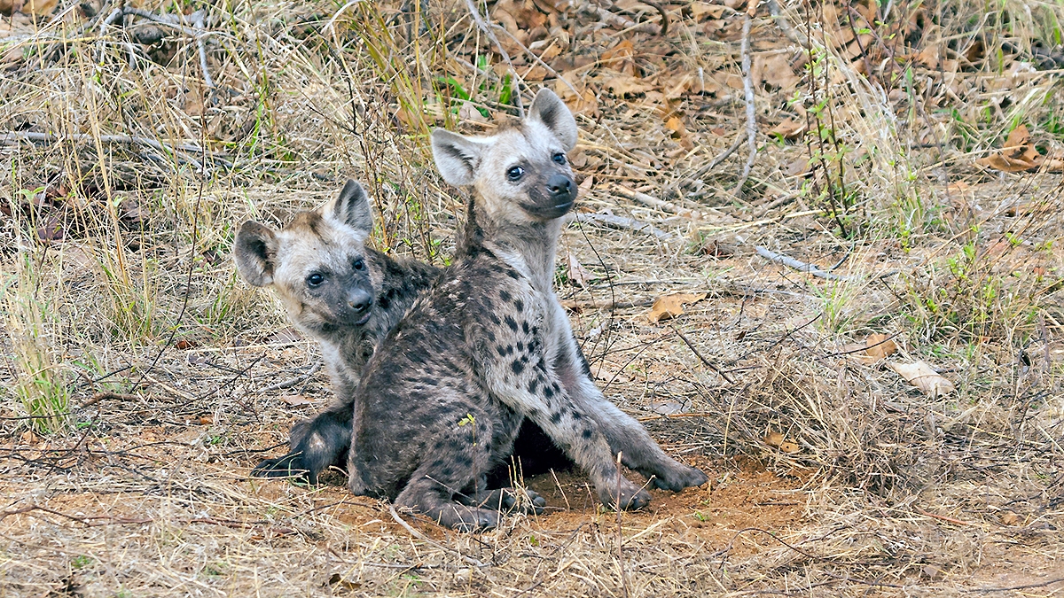 Spotted Hyena [Crocuta crocuta]