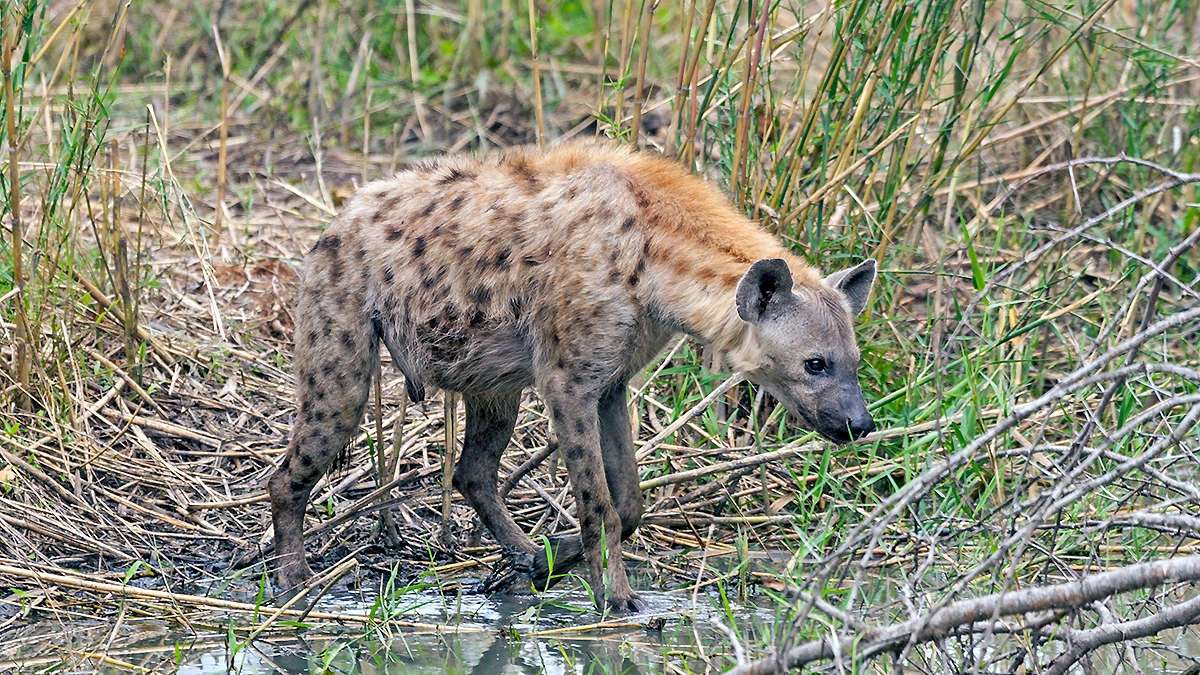 Spotted Hyena [Crocuta crocuta]