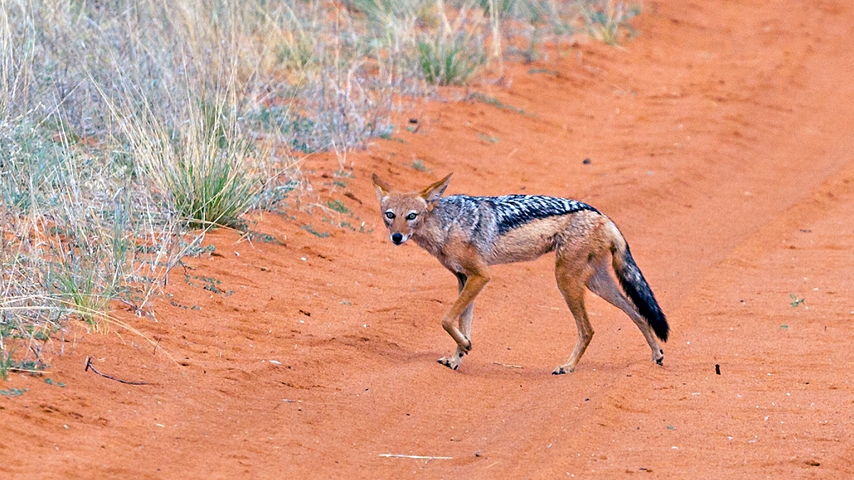 Black-backed Jackal [Canis mesomelas mesomelas]