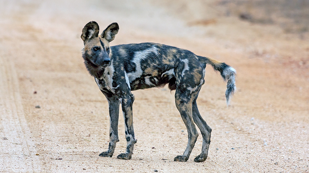 African Wild Dog [Lycaon pictus pictus]