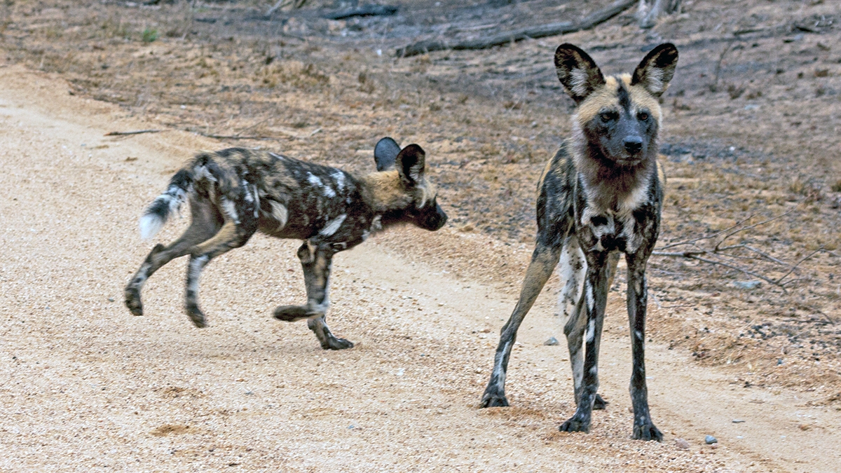 African Wild Dog [Lycaon pictus pictus]