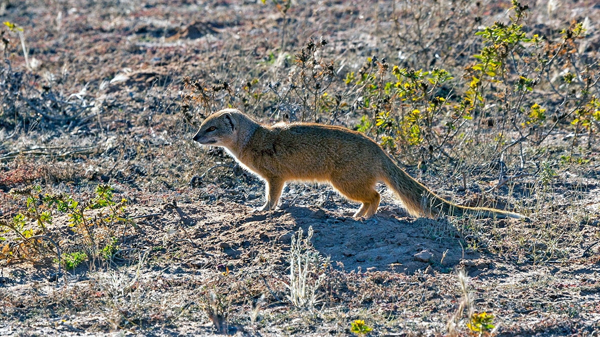 Yellow Mongoose [Cynictis penicillata]