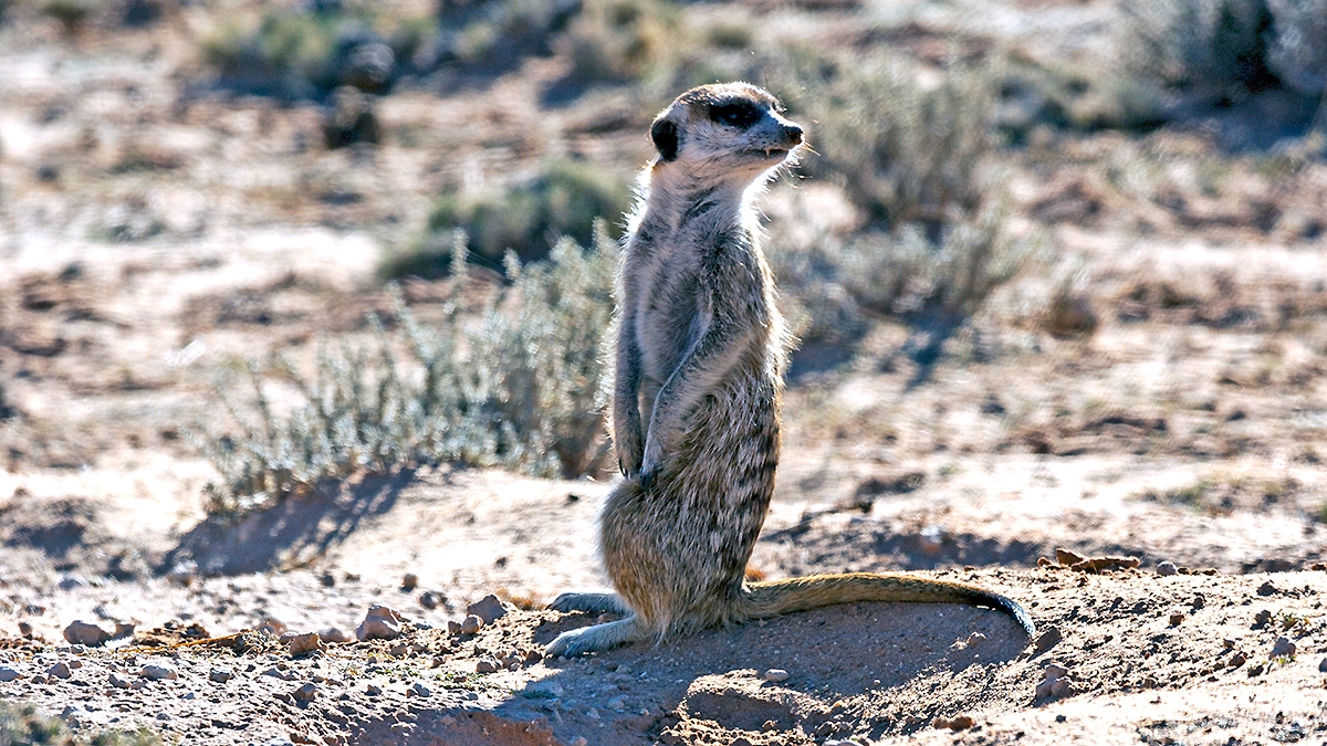 Meerkat [Suricata suricatta]