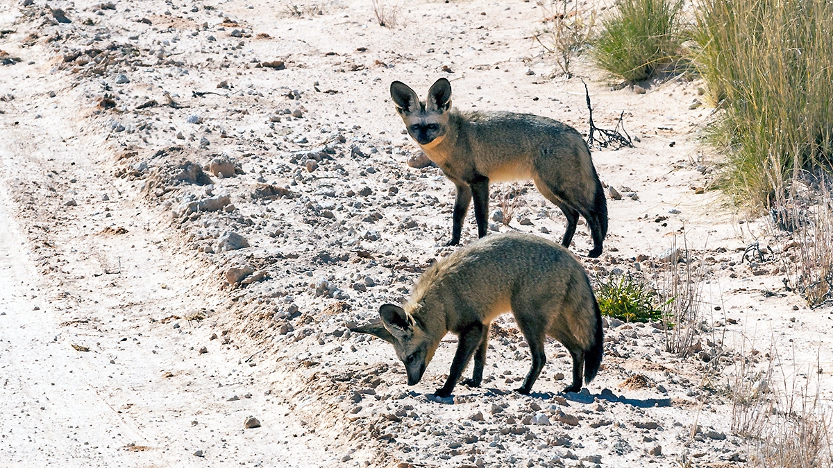 Bat-eared Fox [Otocyon megalotis megalotis]
