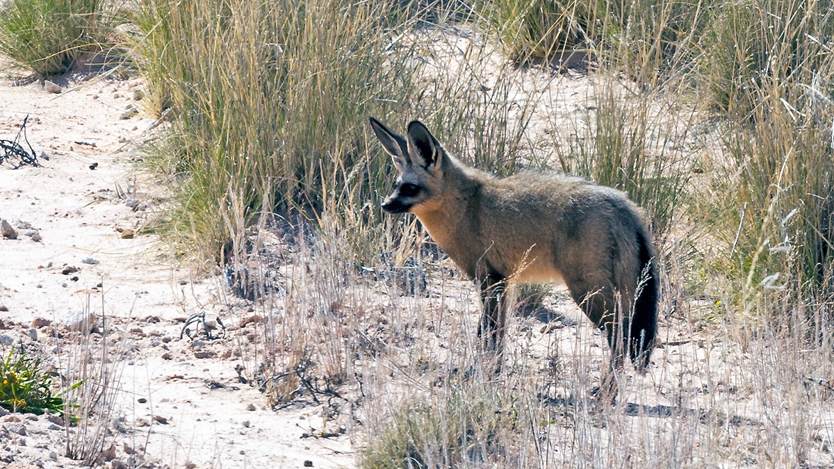 Bat-eared Fox [Otocyon megalotis megalotis]