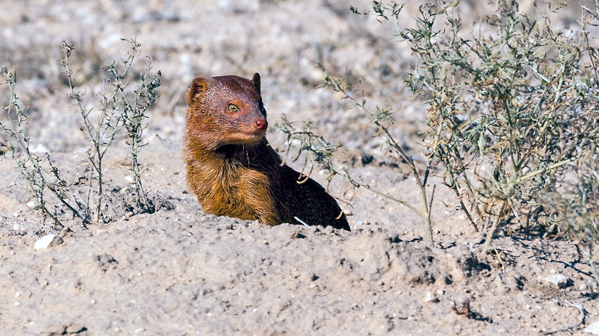 Common Slender Mongoose [Herpestes sanguineus]