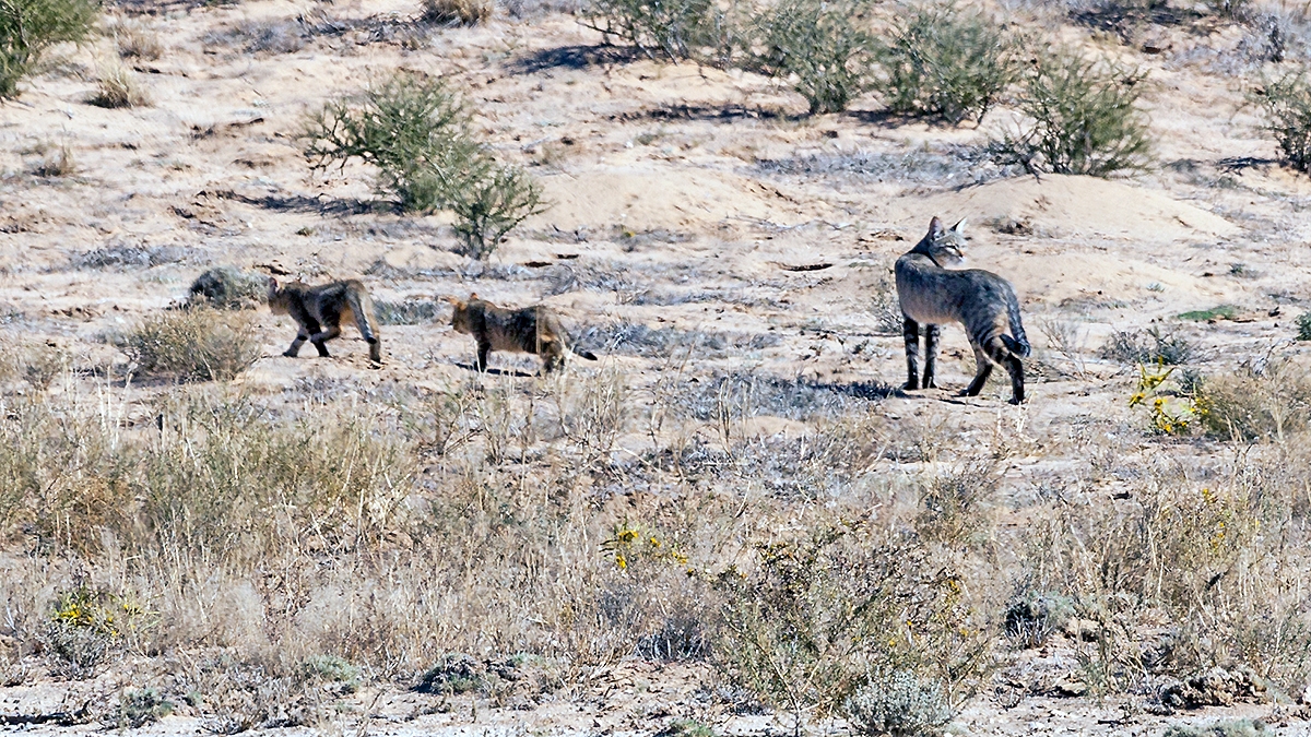 African Wildcat [Felis lybica cafra]