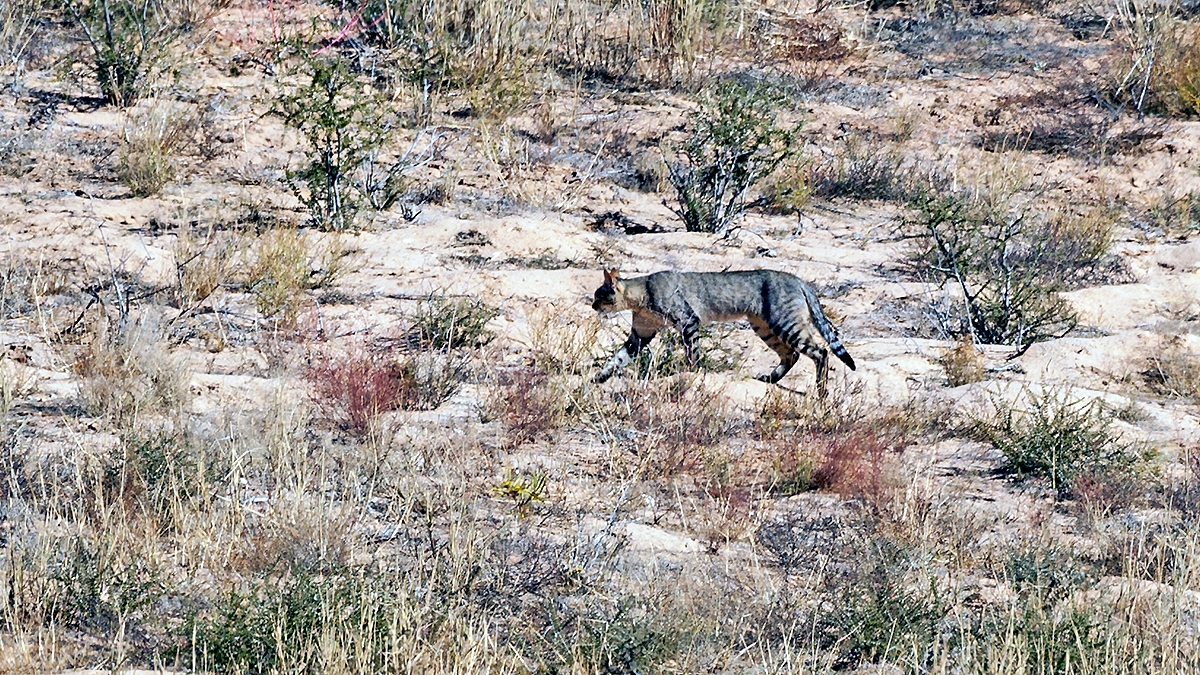 African Wildcat [Felis lybica cafra]
