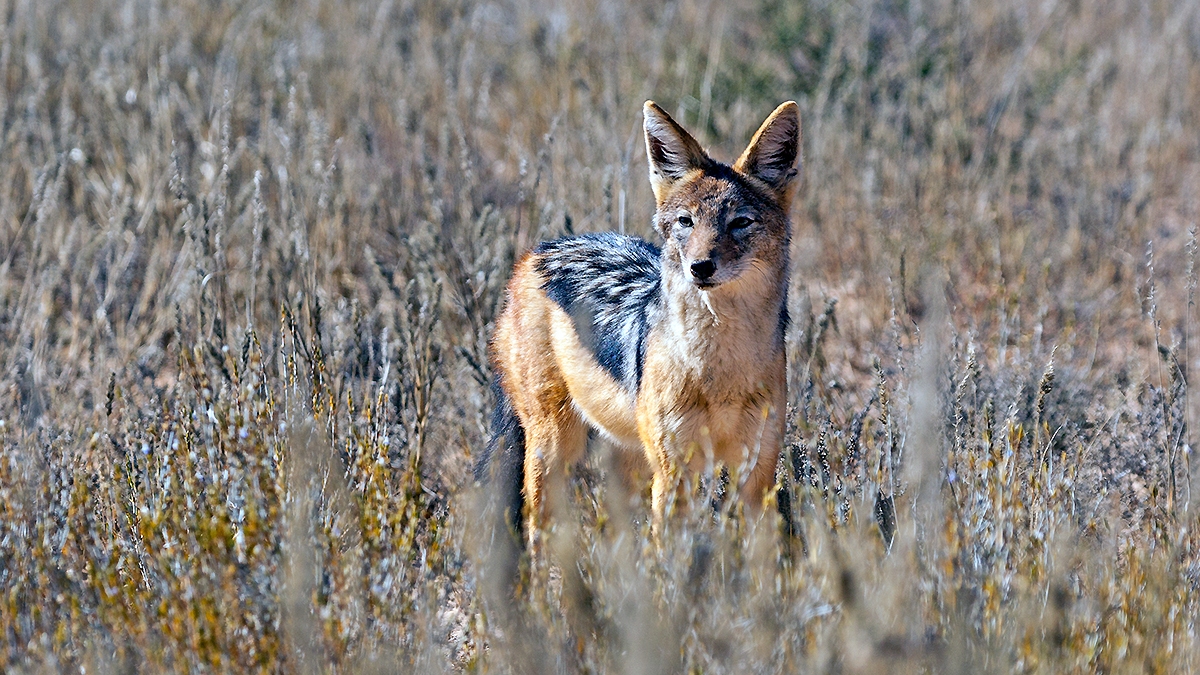 Black-backed Jackal [Canis mesomelas mesomelas]
