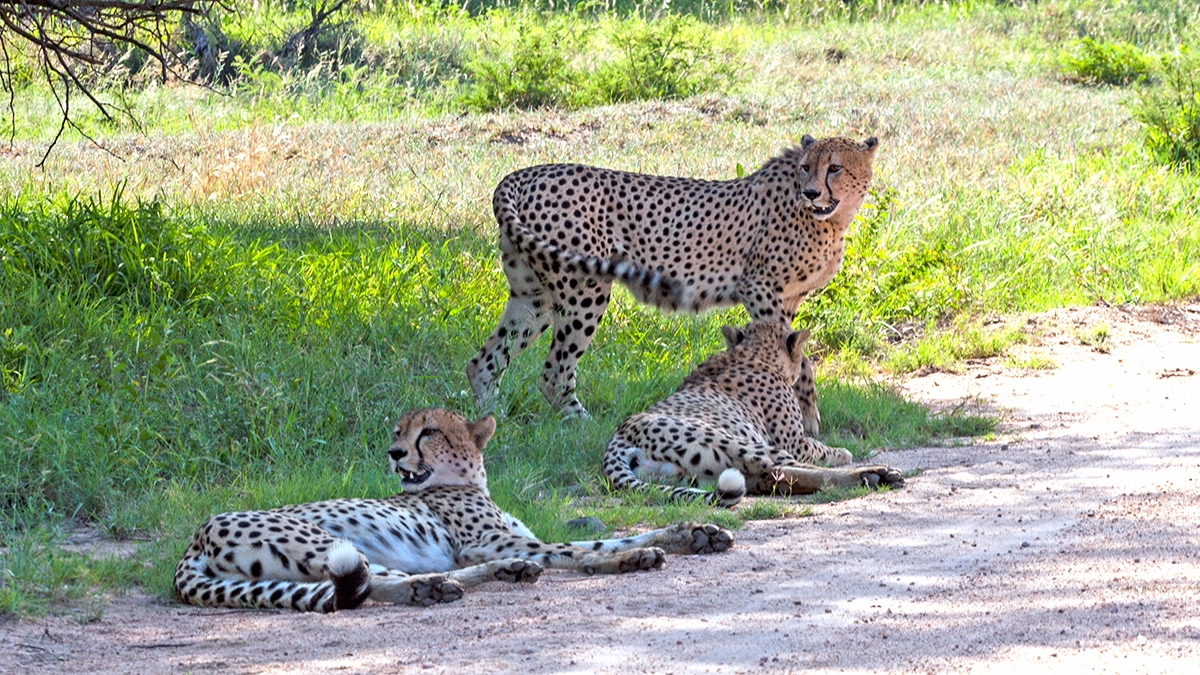 Cheetah [Acinonyx jubatus jubatus]