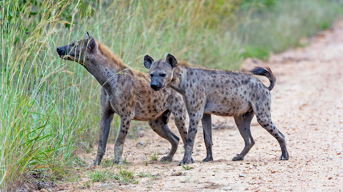 Spotted Hyena [Crocuta crocuta]