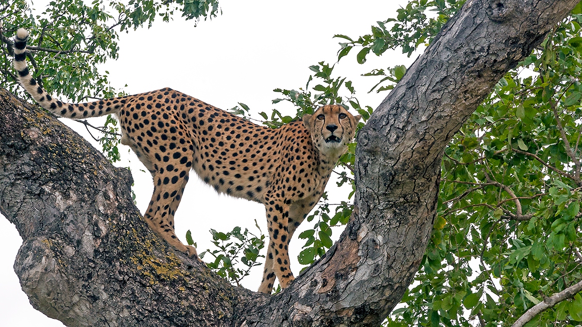 Cheetah [Acinonyx jubatus jubatus]