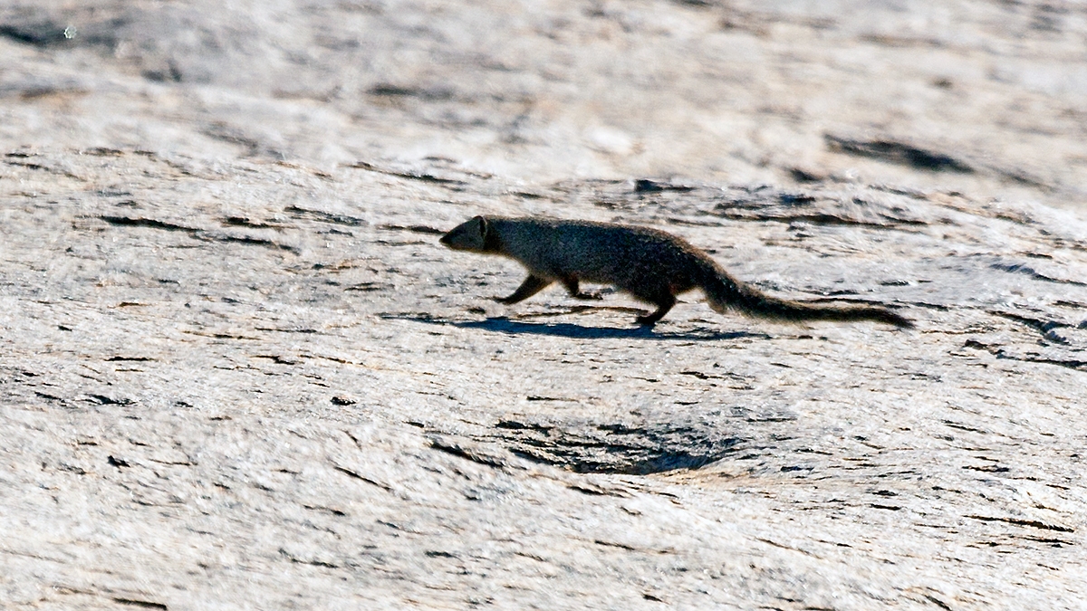 Cape Grey Mongoose [Herpestes pulverulentus]