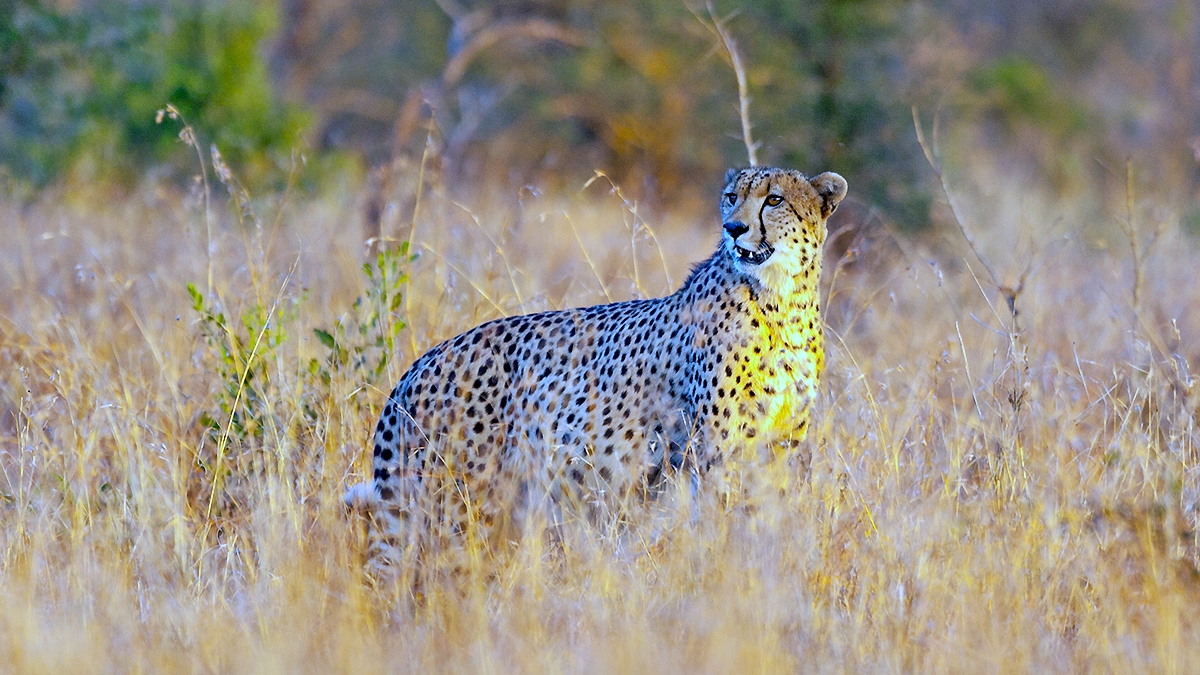 Cheetah [Acinonyx jubatus jubatus]
