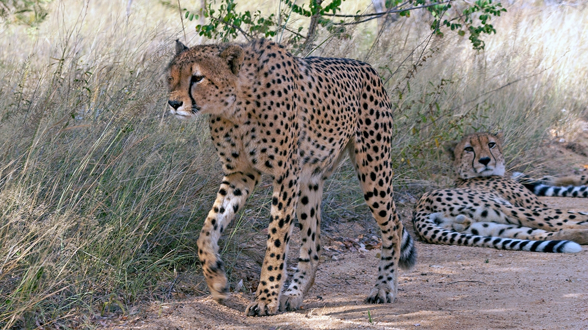 Cheetah [Acinonyx jubatus jubatus]