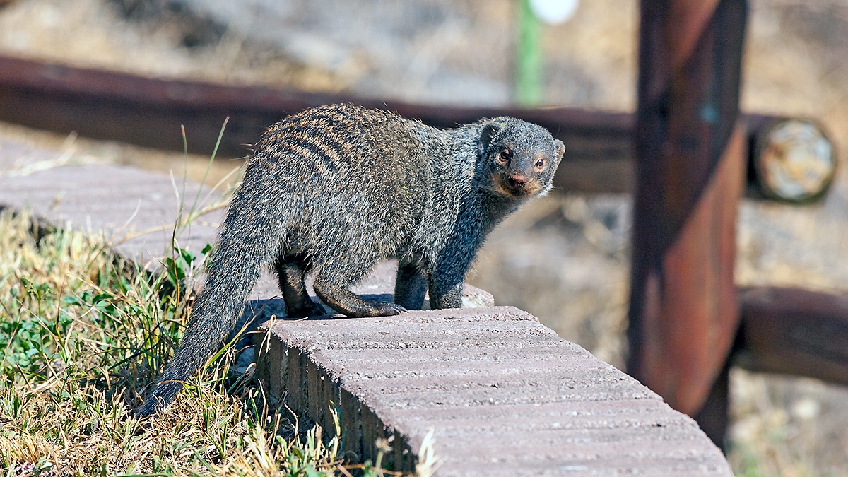 Banded Mongoose [Mungos mungo mungo]