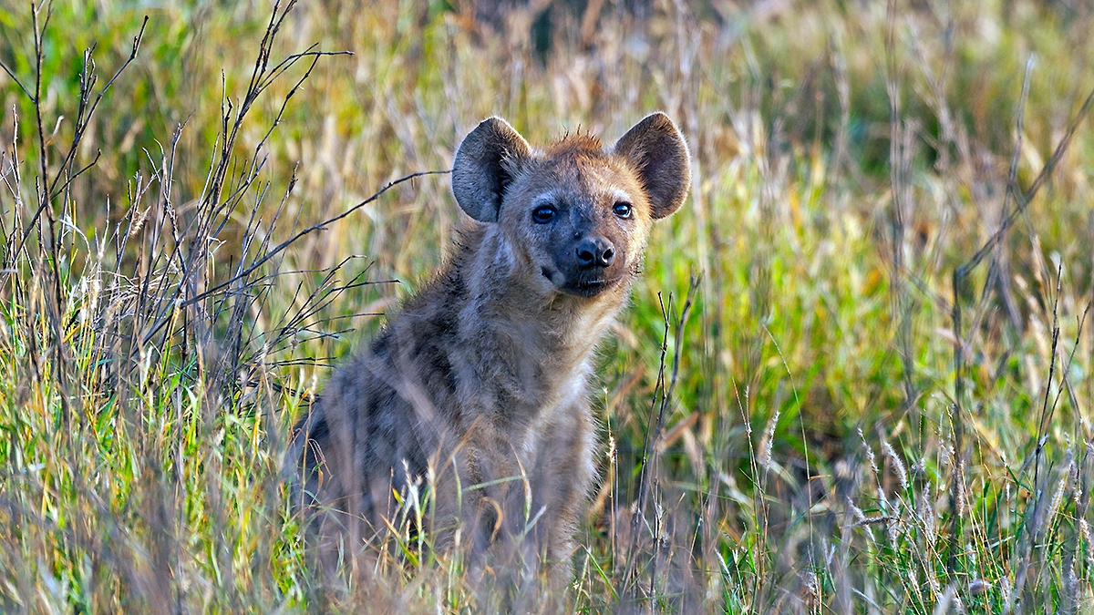 Spotted Hyena [Crocuta crocuta]