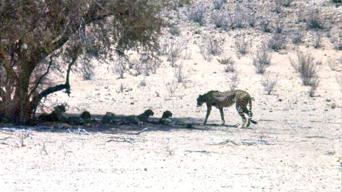 Cheetah [Acinonyx jubatus jubatus]