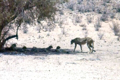 Cheetah [Acinonyx jubatus jubatus]