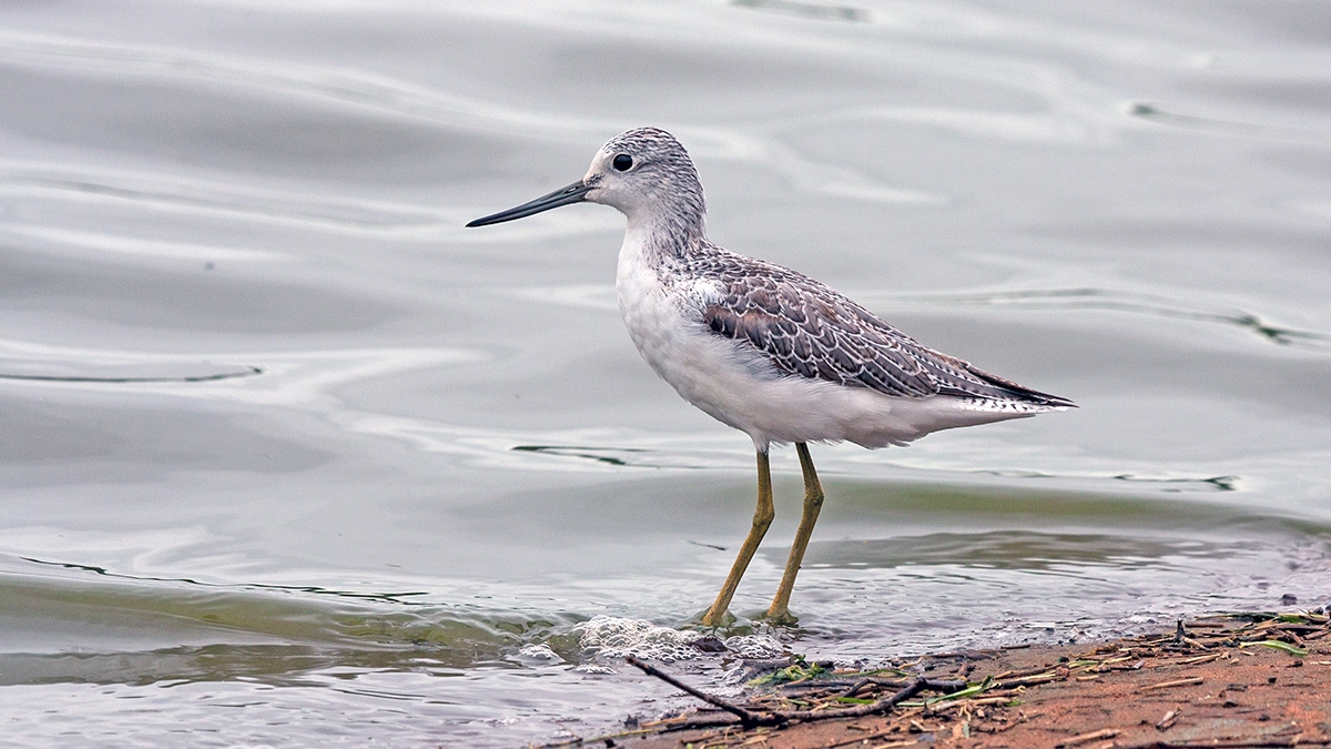 Common Greenshank [Tringa nebularia]