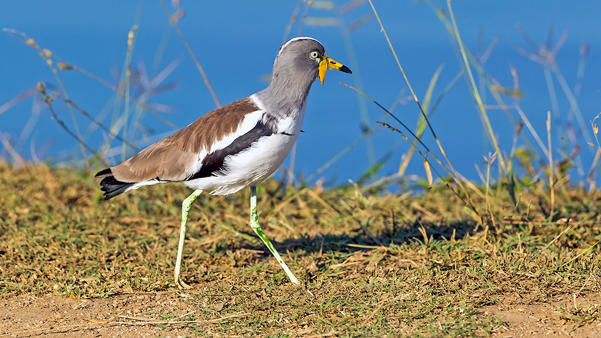 White-crowned Lapwing [Vanellus albiceps]