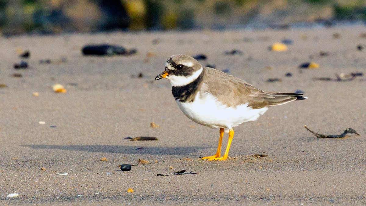 Common Ringed Plover [Charadrius hiaticula hiaticula]