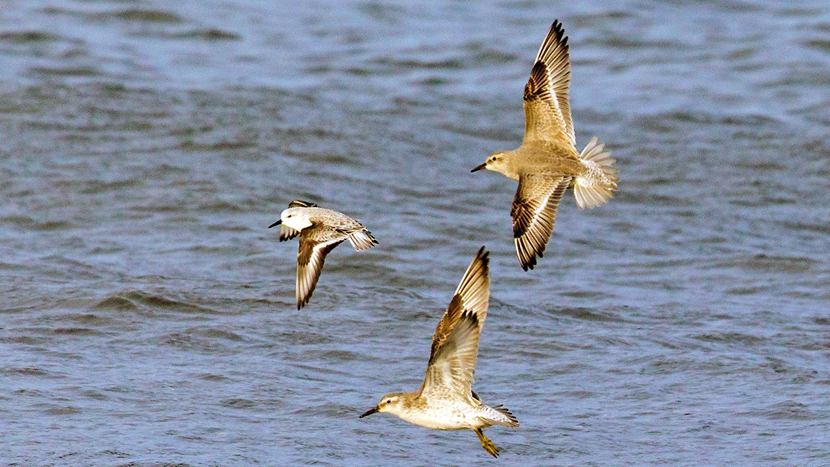 Sanderling [Calidris alba alba]