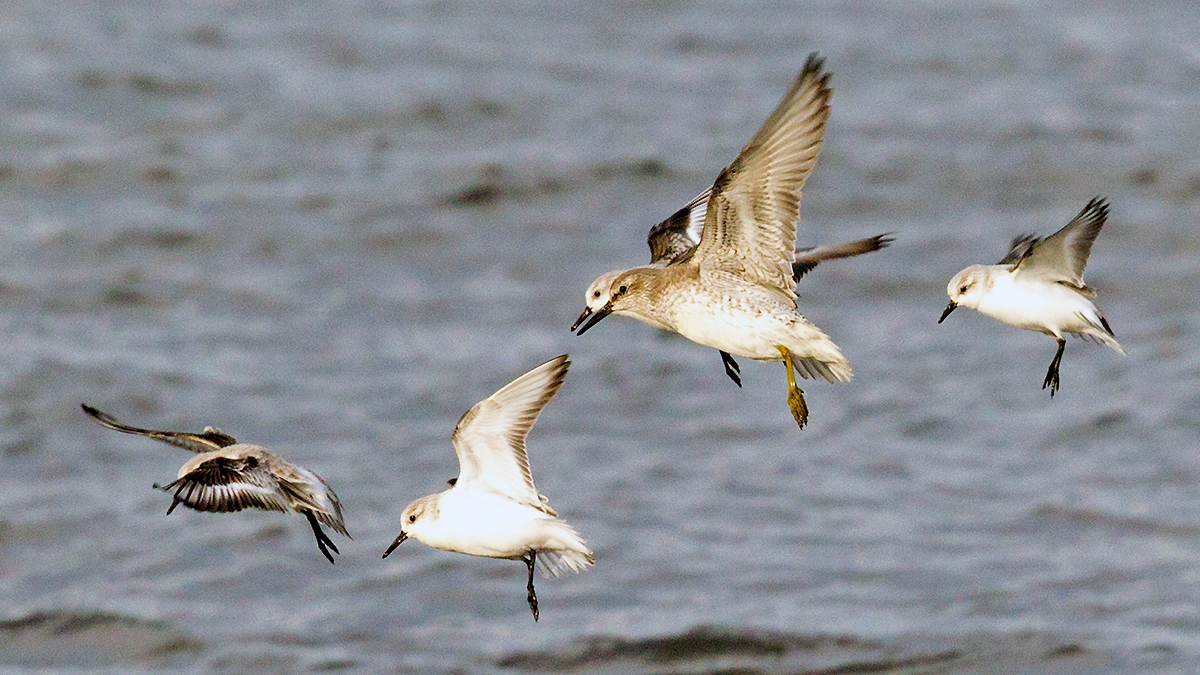 Sanderling [Calidris alba alba]