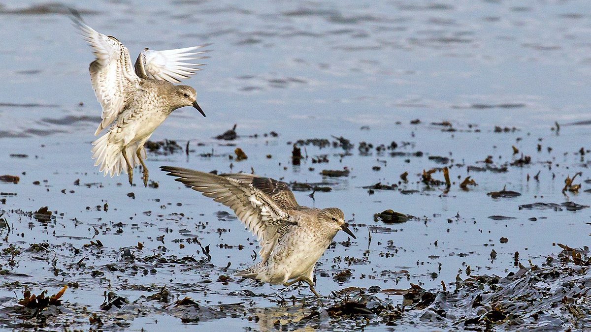 Red Knot [Calidris canutus islandica]