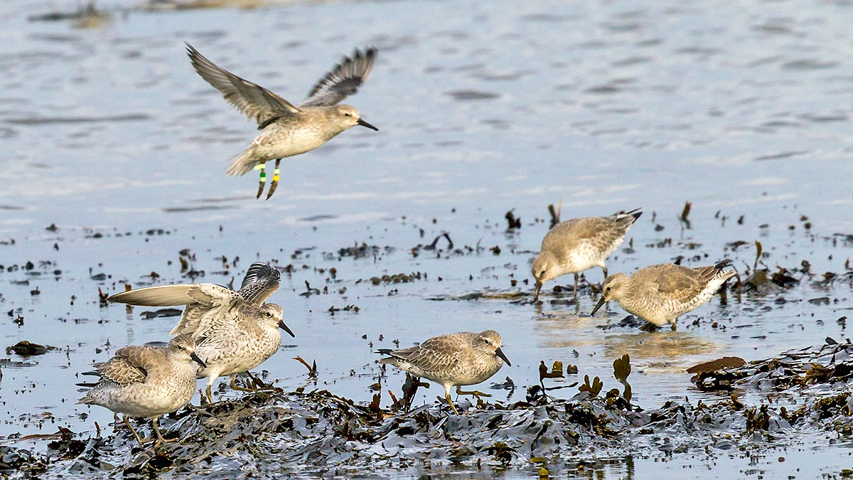 Red Knot [Calidris canutus islandica]