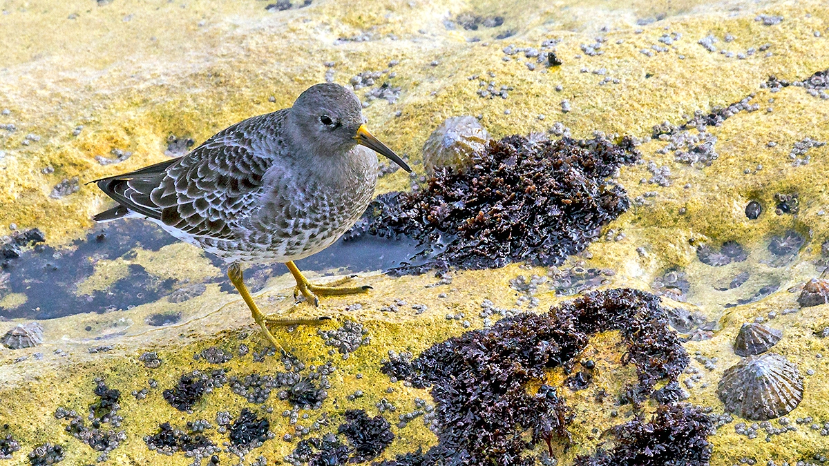 Purple Sandpiper [Calidris maritima]