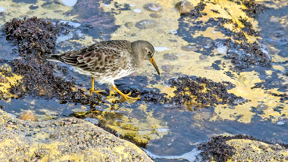 Purple Sandpiper [Calidris maritima]