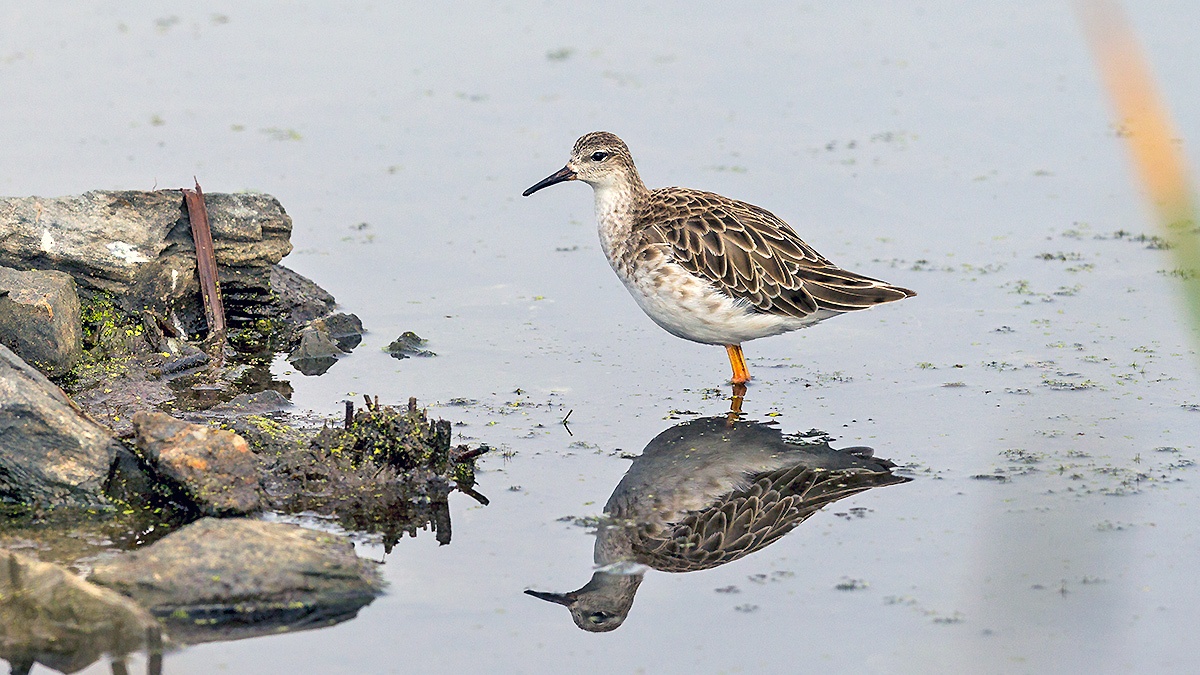 Ruff [Calidris pugnax]
