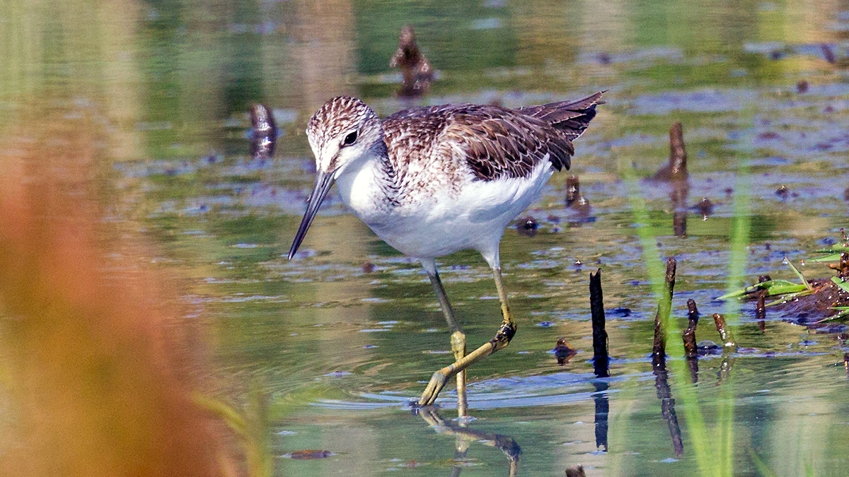 Marsh Sandpiper [Tringa stagnatilis]