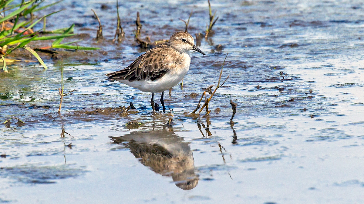 Little Stint [Calidris minuta]
