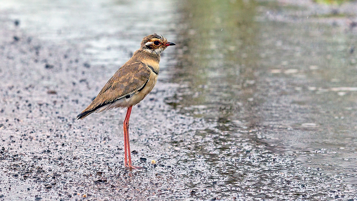 Bronze-winged Courser [Rhinoptilus chalcopterus]