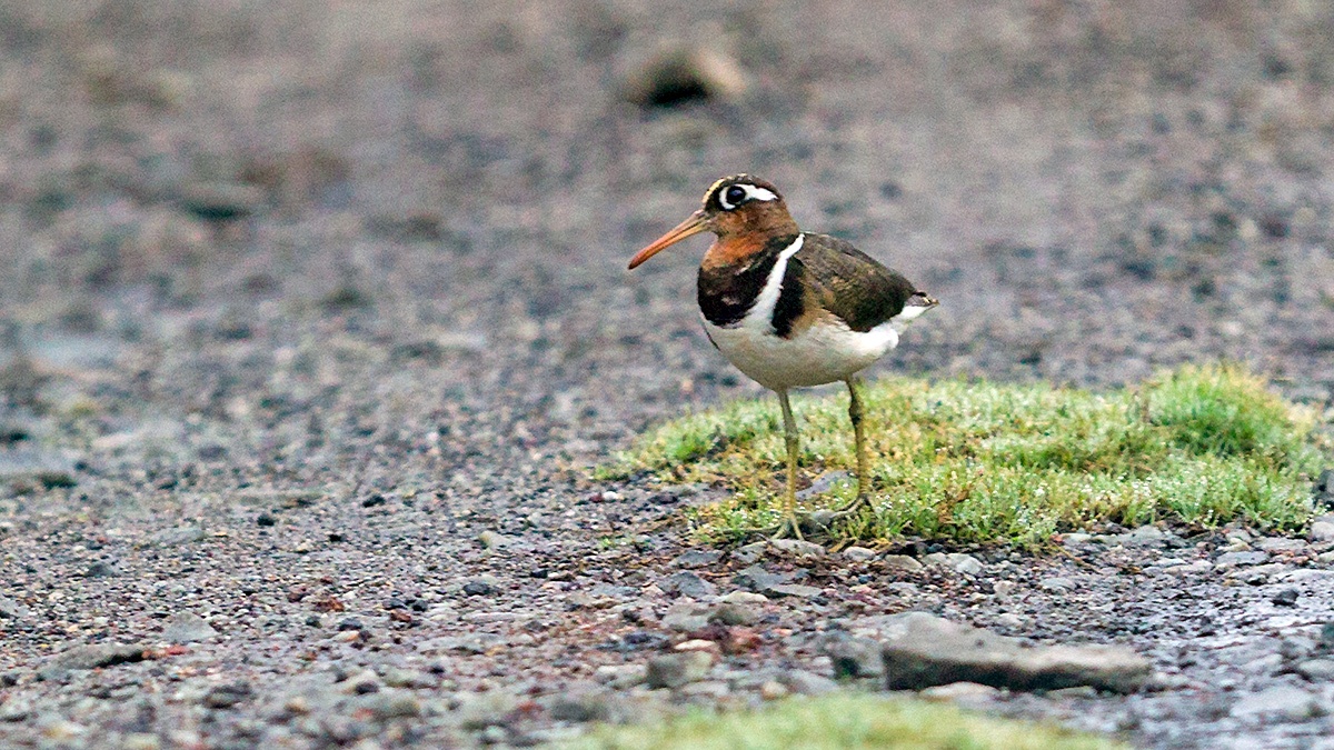 Greater Painted-snipe [Rostratula benghalensis]