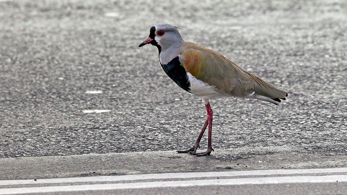 Southern Lapwing [Vanellus chilensis chilensis]