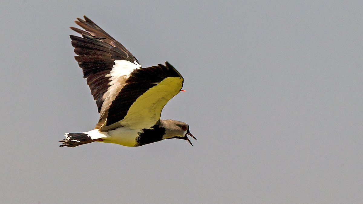 Southern Lapwing [Vanellus chilensis chilensis]