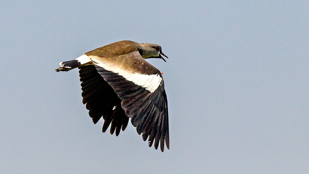Southern Lapwing [Vanellus chilensis chilensis]