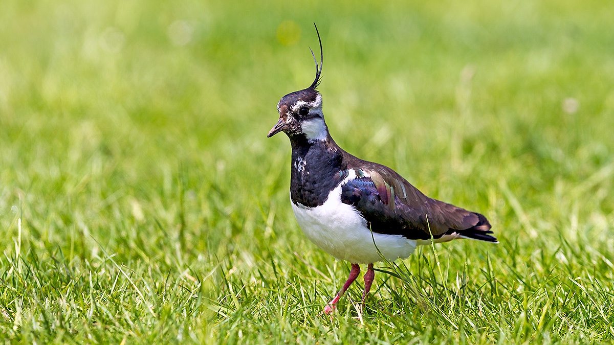 Northern Lapwing [Vanellus vanellus]