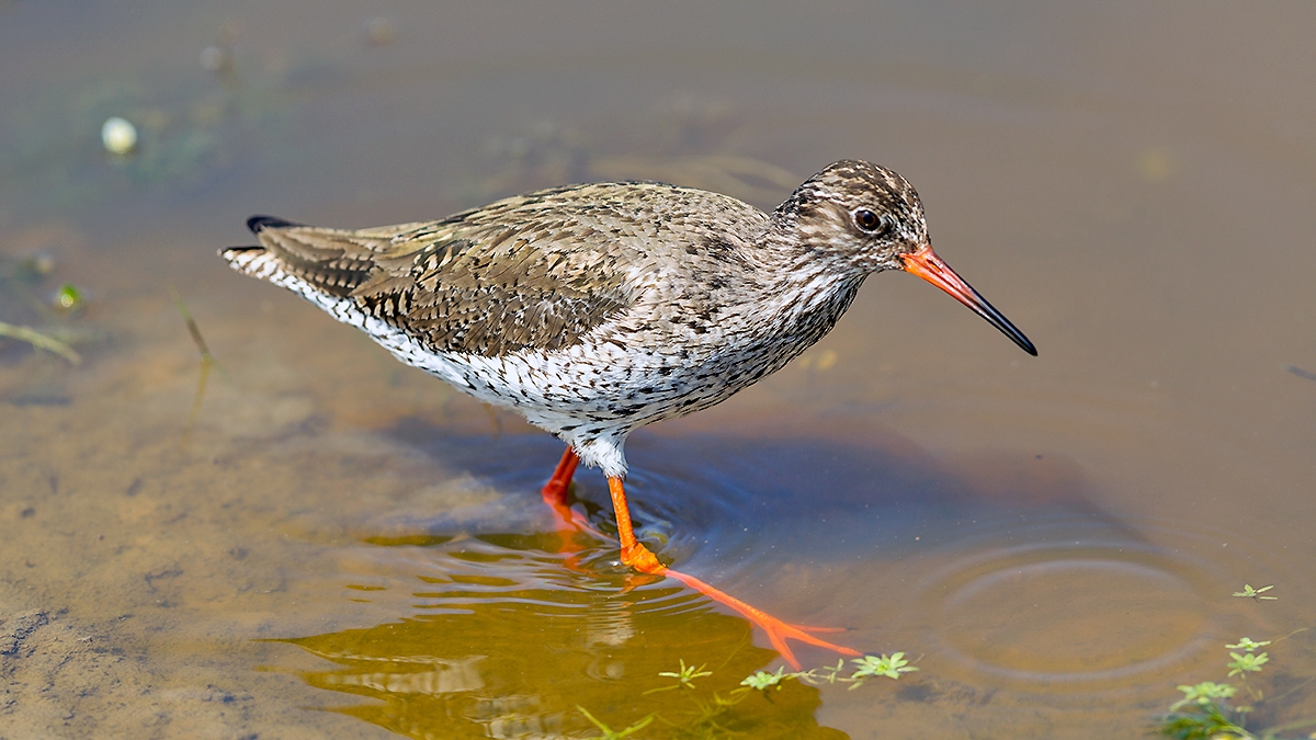 Common Redshank [Tringa totanus totanus]