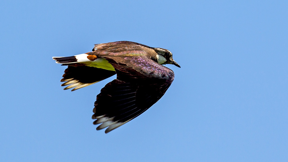 Northern Lapwing [Vanellus vanellus]