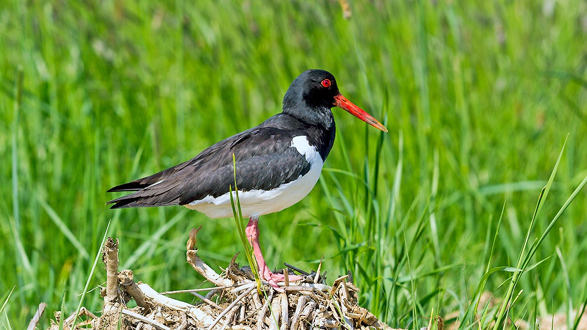 Eurasian Oystercatcher [Haematopus ostralegus ostralegus]