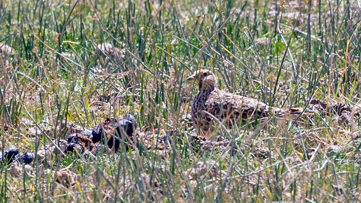 Grey-breasted Seedsnipe [Thinocorus orbignyianus orbignyianus]