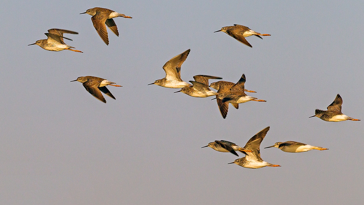 Lesser Yellowlegs [Tringa flavipes]