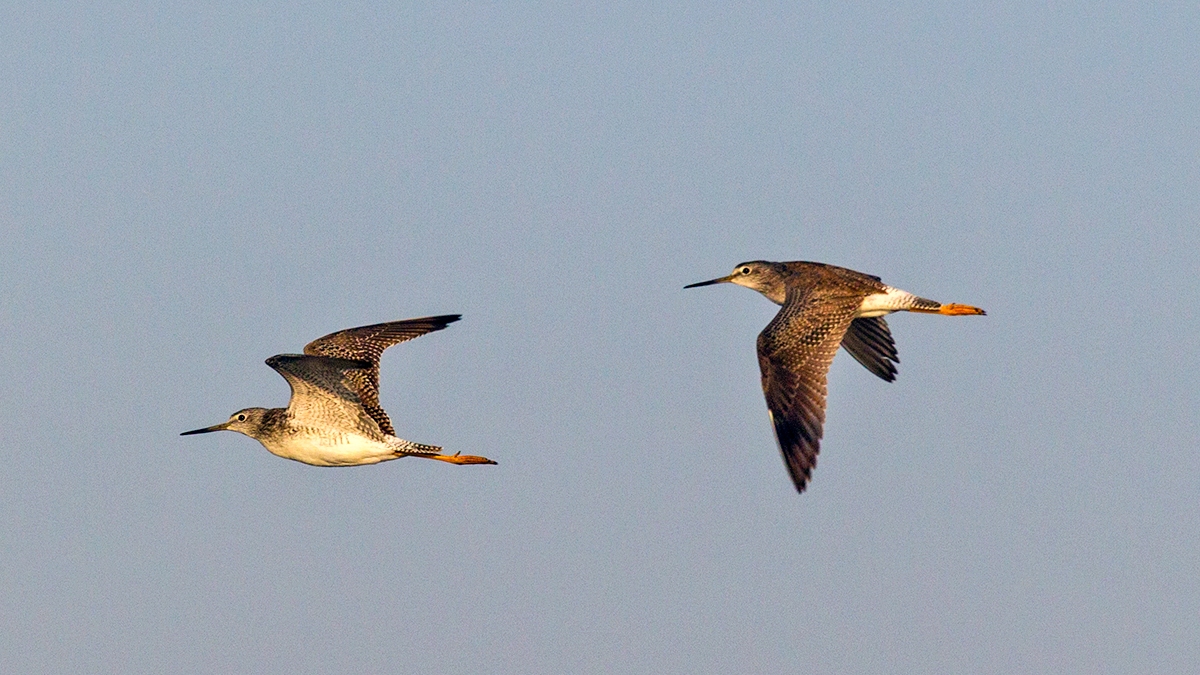 Greater Yellowlegs [Tringa melanoleuca]