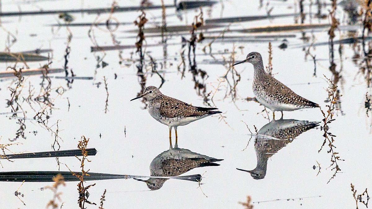 Lesser Yellowlegs [Tringa flavipes]