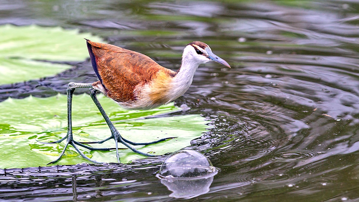 African Jacana [Actophilornis africanus]